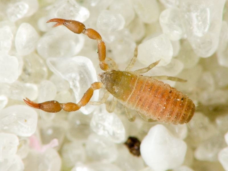 Pseudoscorpiones